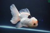 Thai Oranda  Tricolor 6 Inch (ID#823To6a-81)