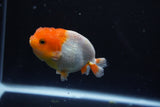 Juvenile Lionchu  Red White 3 Inch (ID#1015R11a-31) Free2Day SHIPPING