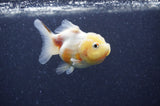 Yuan Bao Oranda  Calico 3.5 Inch (ID#404Yb10b-45) Free2Day SHIPPING