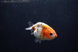 Baby Ranchu  Calico 3 Inch (ID#1217R9c-29) Free2Day SHIPPING