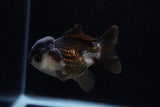 Short Body Thai Oranda  Panda 3.5 Inch (ID#1129To14b-32) Free2Day SHIPPING