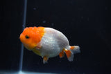 Juvenile Lionchu  Red White 3 Inch (ID#1015R11a-31) Free2Day SHIPPING