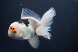 Thai Oranda  Tricolor 6 Inch (ID#823To6c-81)