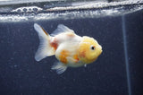 Yuan Bao Oranda  Calico 3.5 Inch (ID#404Yb10b-45) Free2Day SHIPPING