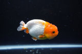 Juvenile Lionchu  Red White 3 Inch (ID#1015R11a-31) Free2Day SHIPPING