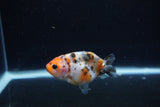 Baby Ranchu  Calico 3 Inch (ID#1217R9c-29) Free2Day SHIPPING