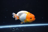 Juvenile Lionchu  Red White 3 Inch (ID#1015R11a-31) Free2Day SHIPPING