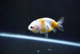 Baby Ranchu  Calico 3 Inch (ID#1004R9c-52) Free2Day SHIPPING