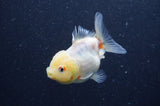 Yuan Bao Oranda  Calico 3.5 Inch (ID#404Yb10b-45) Free2Day SHIPPING