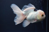 Thai Oranda  Tricolor 6 Inch (ID#823To6a-81)