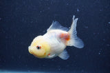 Yuan Bao Oranda  Calico 3.5 Inch (ID#404Yb10b-45) Free2Day SHIPPING