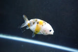 Baby Ranchu  Calico 3 Inch (ID#1004R9c-52) Free2Day SHIPPING