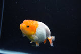 Juvenile Lionchu  Red White 3 Inch (ID#1015R11a-31) Free2Day SHIPPING