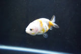 Baby Ranchu  Calico 3 Inch (ID#1004R9c-52) Free2Day SHIPPING