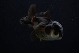 Short Body Thai Oranda  Panda 3.5 Inch (ID#1129To14b-32) Free2Day SHIPPING