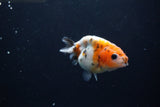 Baby Ranchu  Calico 3 Inch (ID#1217R9c-29) Free2Day SHIPPING