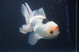 Thai Oranda  Tricolor 6 Inch (ID#823To6a-81)