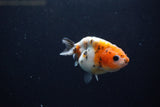 Baby Ranchu  Calico 3 Inch (ID#1217R9c-29) Free2Day SHIPPING