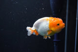 Juvenile Lionchu  Red White 3 Inch (ID#1015R11a-31) Free2Day SHIPPING