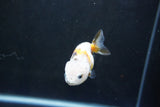 Baby Ranchu  Calico 3 Inch (ID#1004R9c-52) Free2Day SHIPPING