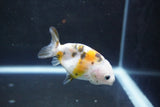 Baby Ranchu  Calico 3 Inch (ID#1004R9c-52) Free2Day SHIPPING