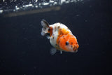 Baby Ranchu  Calico 3 Inch (ID#1217R9c-29) Free2Day SHIPPING