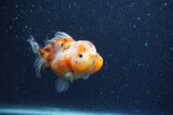 Yuan Bao Oranda  Calico 3.5 Inch (ID#404Yb10b-46) Free2Day SHIPPING