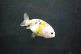 Baby Ranchu  Calico 3 Inch (ID#1004R9c-52) Free2Day SHIPPING