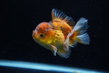 Short Body Thai Oranda  Calico 3.5 Inch (ID#1129To14b-33) Free2Day SHIPPING