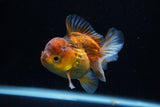 Short Body Thai Oranda  Calico 3.5 Inch (ID#1129To14b-33) Free2Day SHIPPING