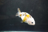 Baby Ranchu  Calico 3 Inch (ID#1004R9c-52) Free2Day SHIPPING