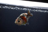 Baby Ranchu  Calico 3 Inch (ID#1217R9c-30) Free2Day SHIPPING