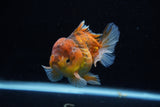 Short Body Thai Oranda  Calico 3.5 Inch (ID#1129To14b-33) Free2Day SHIPPING