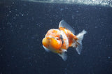 Yuan Bao Oranda  Calico 3.5 Inch (ID#404Yb10b-46) Free2Day SHIPPING