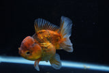 Short Body Thai Oranda  Calico 3.5 Inch (ID#1129To14b-33) Free2Day SHIPPING