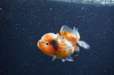 Yuan Bao Oranda  Calico 3.5 Inch (ID#404Yb10b-46) Free2Day SHIPPING