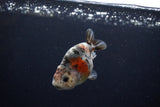 Baby Ranchu  Calico 3 Inch (ID#1217R9c-30) Free2Day SHIPPING