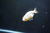 Baby Ranchu  Calico 2.5 Inch (ID#1004R9c-53) Free2Day SHIPPING