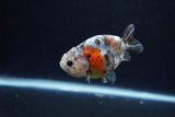 Baby Ranchu  Calico 3 Inch (ID#1217R9c-30) Free2Day SHIPPING