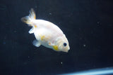 Baby Ranchu  Calico 2.5 Inch (ID#1004R9c-53) Free2Day SHIPPING