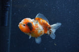 Yuan Bao Oranda  Calico 3.5 Inch (ID#404Yb10b-46) Free2Day SHIPPING