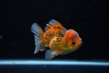 Short Body Thai Oranda  Calico 3.5 Inch (ID#1129To14b-33) Free2Day SHIPPING