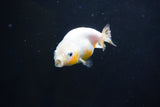 Baby Ranchu  Calico 2.5 Inch (ID#1004R9c-53) Free2Day SHIPPING