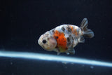 Baby Ranchu  Calico 3 Inch (ID#1217R9c-30) Free2Day SHIPPING