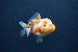 Yuan Bao Oranda  Calico 3.5 Inch (ID#404Yb10b-46) Free2Day SHIPPING