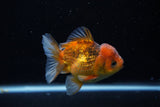 Short Body Thai Oranda  Calico 3.5 Inch (ID#1129To14b-33) Free2Day SHIPPING