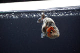 Baby Ranchu  Calico 3 Inch (ID#1217R9c-30) Free2Day SHIPPING