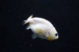 Baby Ranchu  Calico 2.5 Inch (ID#1004R9c-53) Free2Day SHIPPING