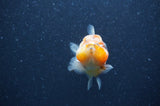 Yuan Bao Oranda  Calico 3.5 Inch (ID#404Yb10b-46) Free2Day SHIPPING