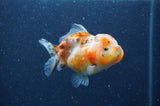 Yuan Bao Oranda  Calico 3.5 Inch (ID#404Yb10b-46) Free2Day SHIPPING